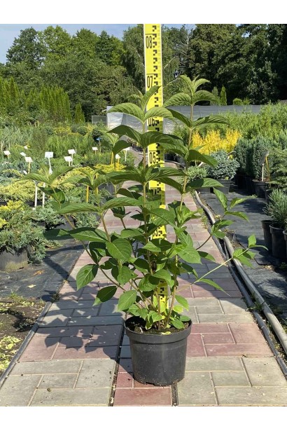 Вейгела Брістол Рубі - 3л/вис.60-70см/Ø40-50см